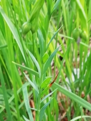 Linum alpinum