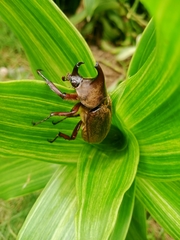 Xylotrupes pubescens pubescens