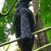 Umbrellabirds - Photo (c) yirianmacias, some rights reserved (CC BY-NC)