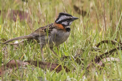 Zonotrichia capensis antillarum