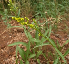 Solidago velutina sparsiflora