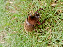 Xylotrupes pubescens pubescens