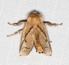 Anaxidia lozogramma
