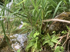 Pinguicula hirtiflora