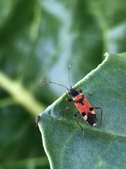 Beosus quadripunctatus