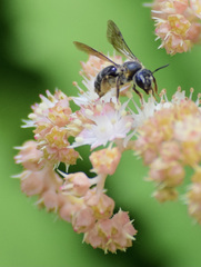 Andrena alleghaniensis