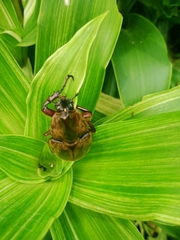 Xylotrupes pubescens pubescens