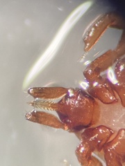Ixodes marxi