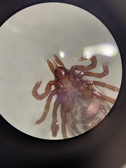 Ixodes marxi