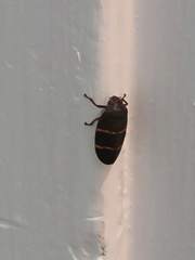 Prosapia bicincta