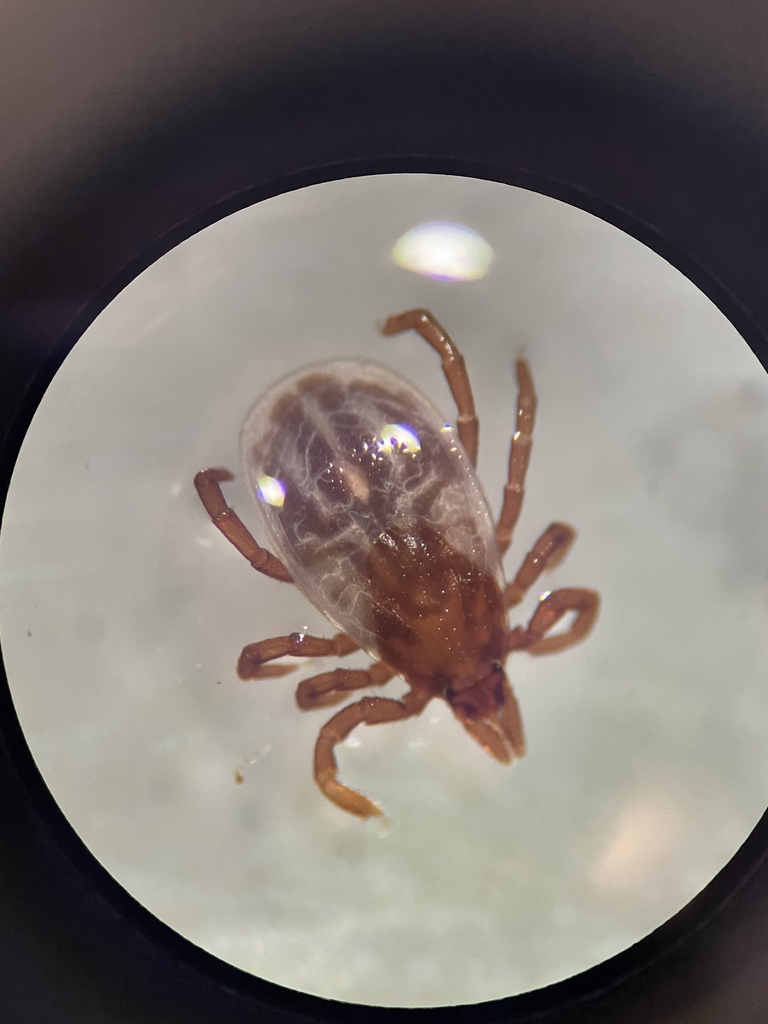 squirrel tick