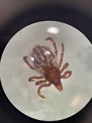 Ixodes marxi