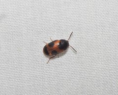 Mycetophagus punctatus