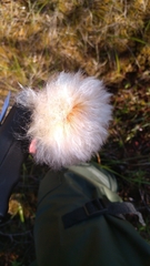 Eriophorum chamissonis