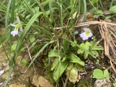 Pinguicula hirtiflora