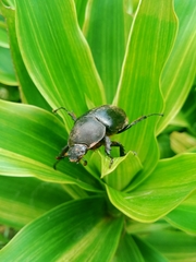 Scarabaeoidea