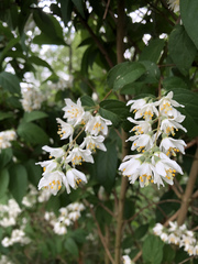 Deutzia scabra