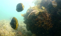 Chaetodon flavirostris