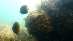 Chaetodon flavirostris