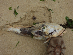 Halobatrachus didactylus