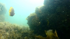 Chaetodon flavirostris