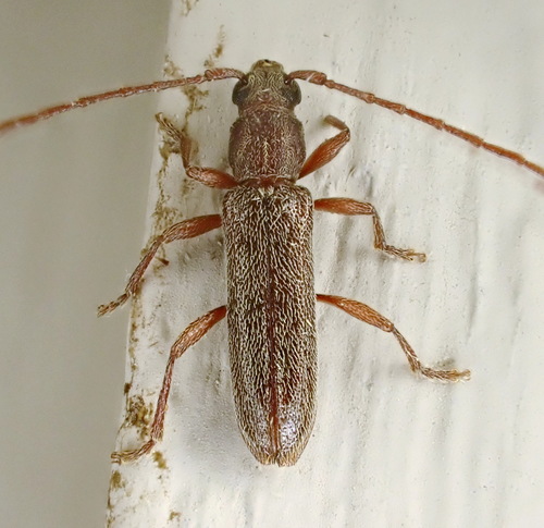 Micranoplium unicolor