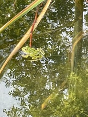 Pelophylax lessonae