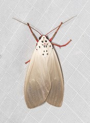 Amerila serica