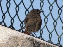 Phoenicurus ochruros