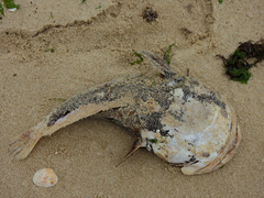 Halobatrachus didactylus