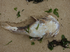 Halobatrachus didactylus