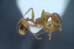 Aphaenogaster subterranea
