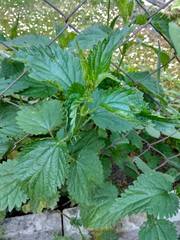 Urtica dioica