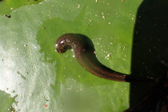 Hirudo medicinalis