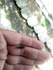 Platydracus