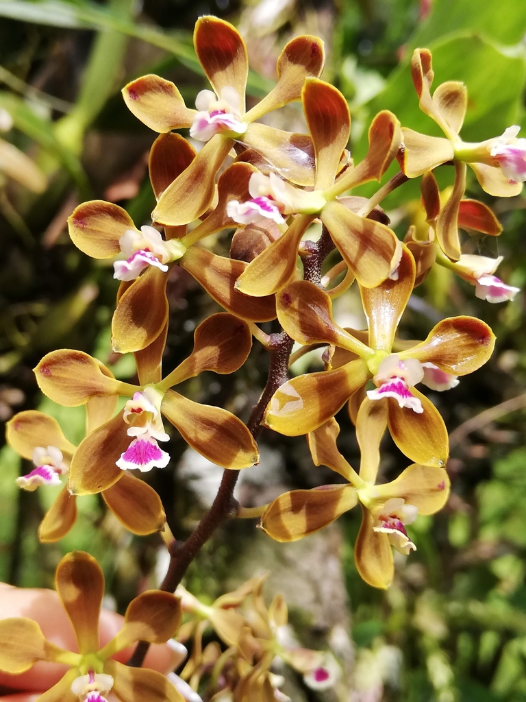 Encyclia elegantula Dressler 2