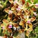 Encyclia elegantula - Photo (c) Marlenis Márquez, some rights reserved (CC BY-NC)