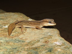 Giant Stone Gecko photo 2
