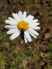 Cortodera