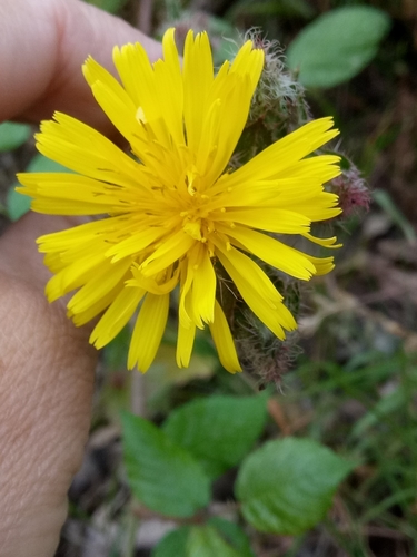 Image of Helminthotheca Glomerata (Helminthotheca glomerata) by (c) Karim Haddad, some rights reserved (CC BY)