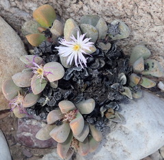 Cerochlamys pachyphylla
