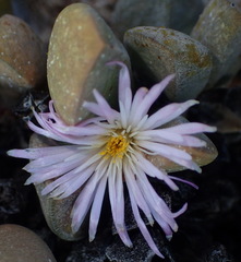 Cerochlamys pachyphylla