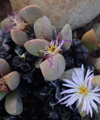 Cerochlamys pachyphylla