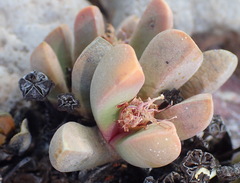 Cerochlamys pachyphylla