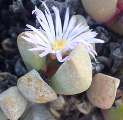 Cerochlamys pachyphylla