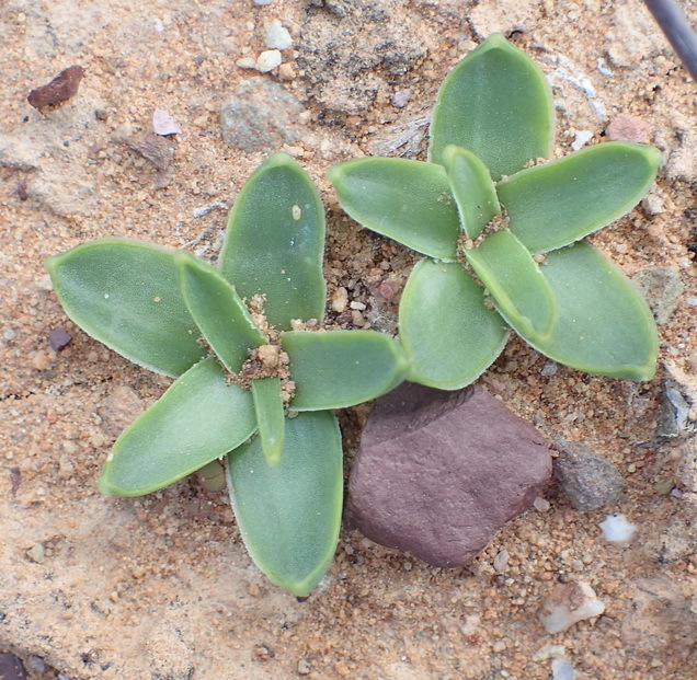 Drimia cochlearis