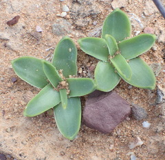 Drimia cochlearis