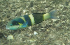 Thalassoma nigrofasciatum