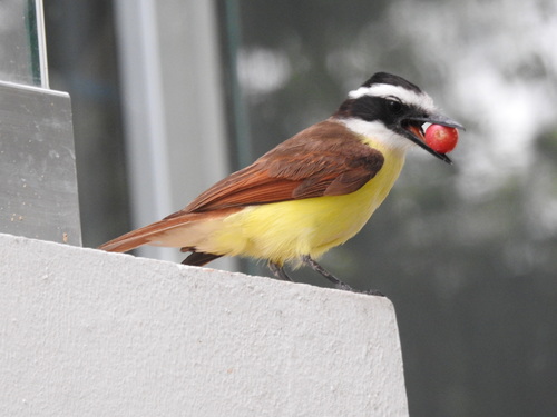 Tyran quiquivi (Pitangus sulphuratus)