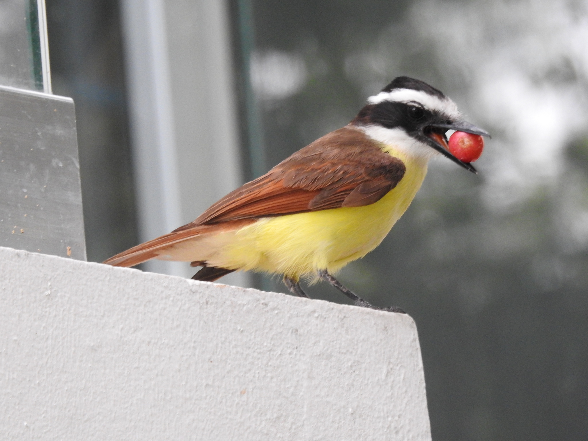Great Kiskadee (Pitangus sulphuratus)
